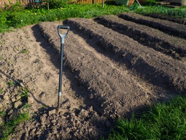 Tarım işi sırasında, baharda bahçedeki yerde metal kürek.