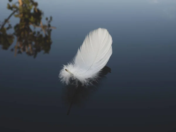 white feather on black glass background
