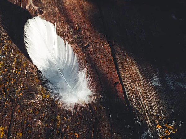 White Feather Old Wooden Background Copy Space — Stock Photo, Image