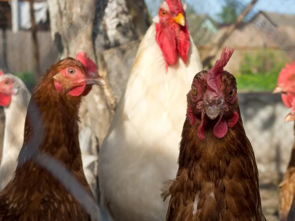 Stado Kurczaków Kogut Pasą Się Ulicy Płotem — Zdjęcie stockowe