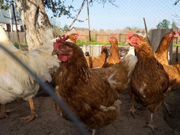 Stado Kurczaków Kogut Pasą Się Ulicy Płotem — Zdjęcie stockowe