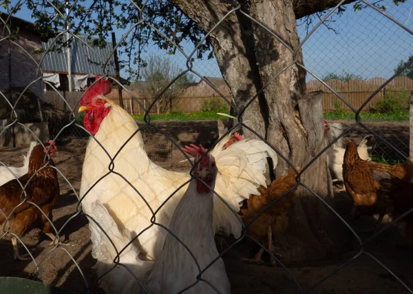 Una Bandada Gallinas Gallo Pastan Calle Detrás Valla — Foto de Stock