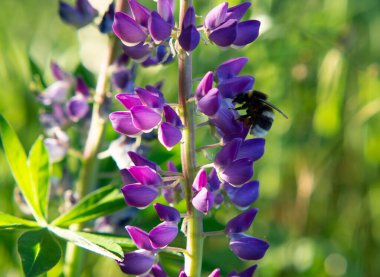 Mor ve pembe lupin çiçekleri üzerinde küçük yaban arısı