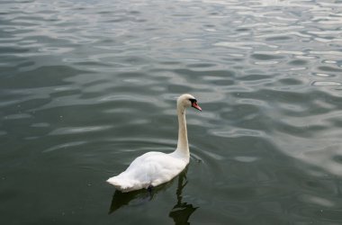 Beyaz Kuğu. Suyun ortasında dilsiz kuğu.