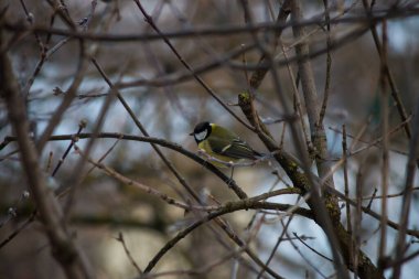 Kış arka planında çıplak dalların arasında meme faresi