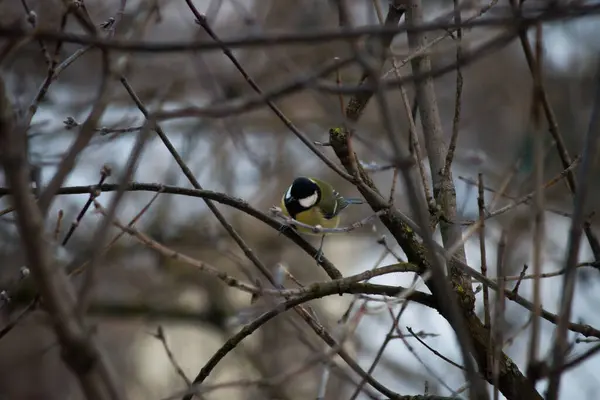 Mésange Parmi Les Branches Nues Sur Fond Hiver — Photo