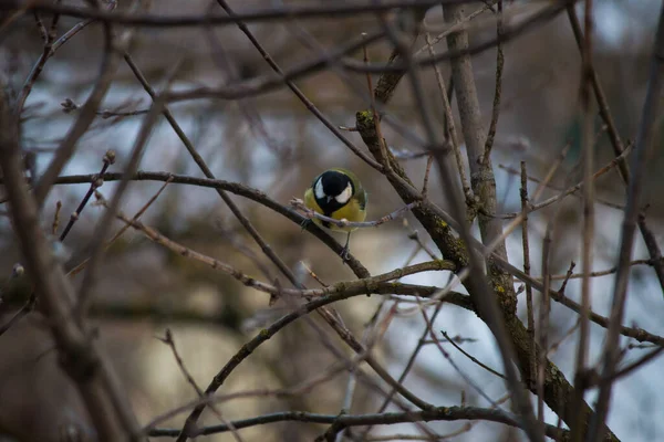 Titmouse Bare Branches Winter Background — Stock Photo, Image