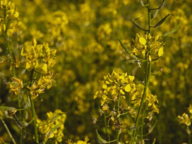 Koyu yeşil arka planda sarı kolza çiçeği. Biyolojik kanola. Renkli yakın plan 