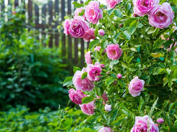 Délicates Roses Pêche Pleine Floraison Dans Jardin Photo Gros Plan — Photo