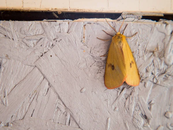 Common Buffalo Moth Diacrisia Sannio Beautiful Orange Moth Royalty Free Stock Photos