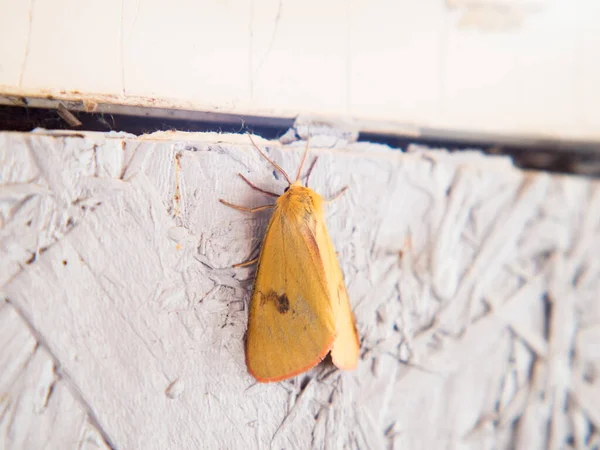 Common Buffalo Moth Diacrisia Sannio Beautiful Orange Moth Stock Photo