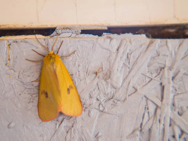 Common Buffalo Moth Diacrisia Sannio Beautiful Orange Moth Stock Image