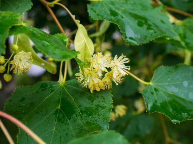 Yeşil yapraklı beyaz ıhlamur çiçekleri. Çiçekler açan ıhlamur ağacı ağacı çayı hazırlamak için kullanılır, doğal arka plan.