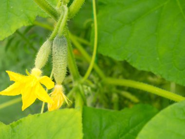 Bir seranın dalında çiçek açan küçük salatalıklar