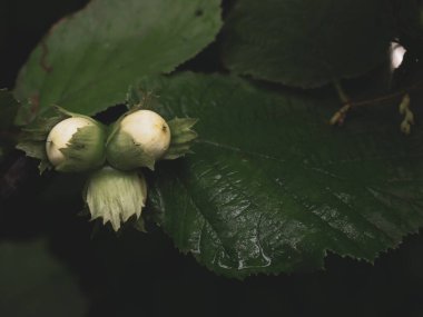 Genç yeşil fındık, ormanda bir dalda yetişir.