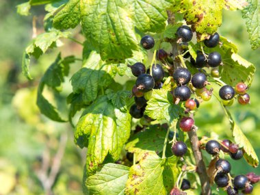 Yazın, bulanık doğal bir arka planda, bir dalda, olgun, siyah bir kuş üzümü.