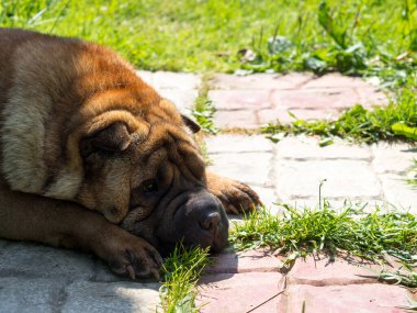 Shar Pei 'nin üzgün yüzünü metin için uygun bir yere yakın plan