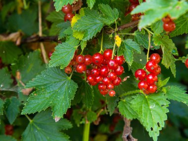 Güneşli bir günde çalıların üzerinde olgun kırmızı frenk üzümü üzümü.).