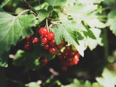 Güneşli bir günde çalıların üzerinde olgun kırmızı frenk üzümü üzümü.).