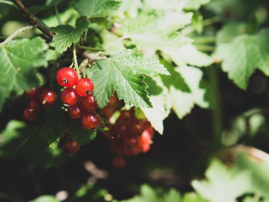 Güneşli bir günde çalıların üzerinde olgun kırmızı frenk üzümü üzümü.).