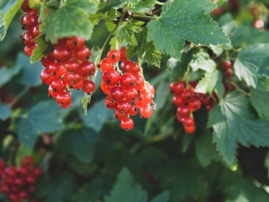 Güneşli bir günde çalıların üzerinde olgun kırmızı frenk üzümü üzümü.).