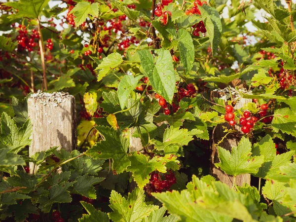 Dojrzałe Czerwone Jagody Porzeczki Gałęzi Krzewu Słoneczny Dzień Ribes Rubrum — Zdjęcie stockowe