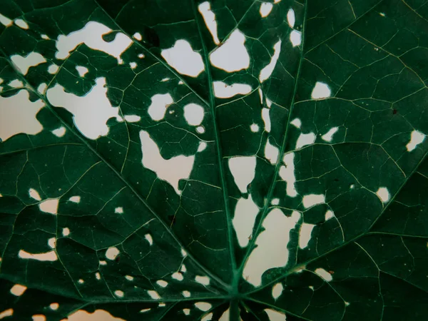 Abstract leaf nature background. Close-up of leaves gnawed by insects.