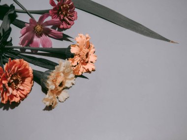 Renkli arkaplanda metin için yeri olan güzel çiçekler