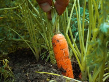 Bahçeden taze havuçlar çiftçinin ellerinde.