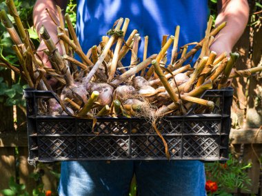 Elinde bir sepet dolusu sarımsak tutan bir çiftçi.