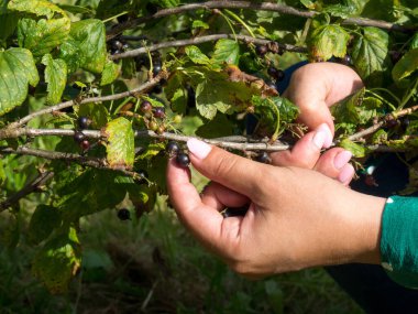 Kız bir daldan üzümlü üzüm topluyor.
