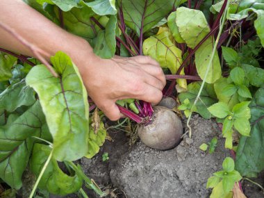 Bahçedeki pancarlar çiftçinin ellerinde.