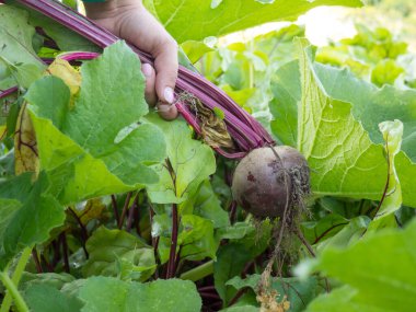 Bahçedeki pancarlar çiftçinin ellerinde.
