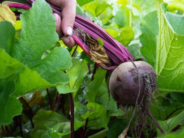 Bahçedeki pancarlar çiftçinin ellerinde.