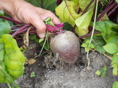 Bahçedeki pancarlar çiftçinin ellerinde.