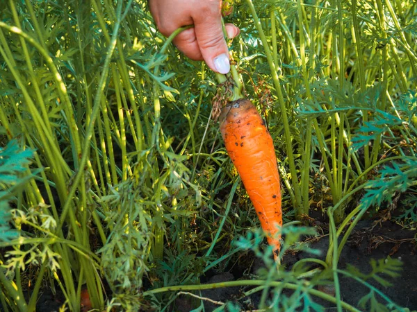 Wortel Segar Dari Kebun Tangan Petani — Stok Foto