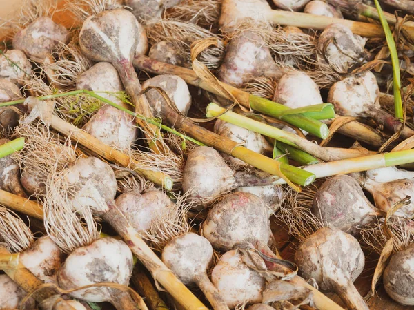 Home Drying Fresh Garlic — Stock Photo, Image