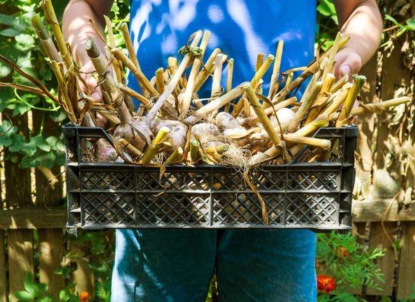 Farmer Holding Basket Harvest Garlic — Stock Photo, Image