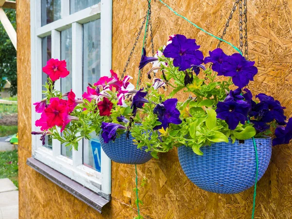 Beautiful Purple Pink Potted Flowers Hanging — Stock Photo, Image