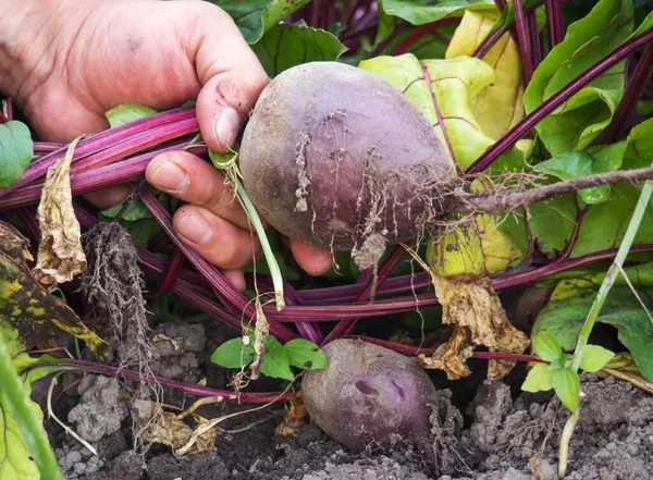 beets from the garden in the hands of the farmer