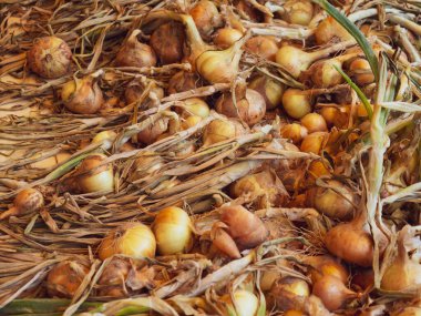 Çiftlikte soğan hasadı. Sokakta soğan kurutmak.