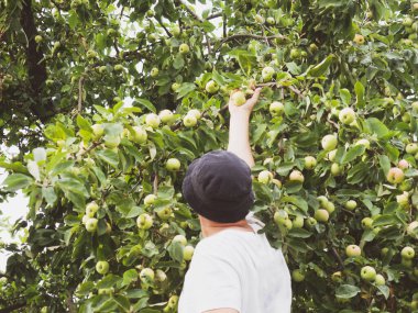 Çiftçi bir adam ağaçtan taze elma hasadı topluyor.