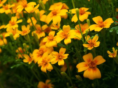 Yaz arkaplanı, bahçede büyüyen güzel sarı çiçekler.