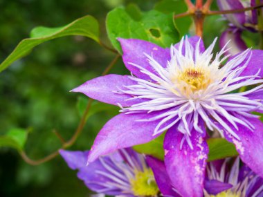 arka plan için güzel mor klematis yakın plan