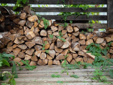 Sarmaşık ile kaplanmış eski huş ağacı yakacak odun, güzel bir köy geçmişi var.