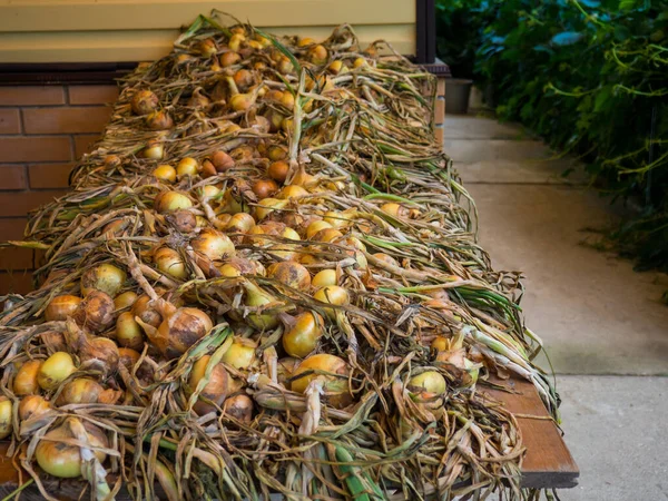 Farm Harvest Onions Drying Onions Street — Stock Photo, Image