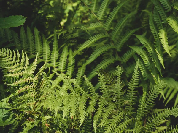 Fundo Floresta Samambaia Selvagem Bonita — Fotografia de Stock