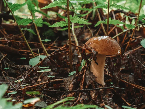 Mladá Bílá Houba Rostoucí Pozadí Kapradí — Stock fotografie