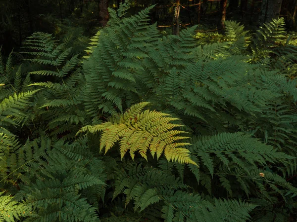 Erdő Háttér Gyönyörű Vad Páfrány — Stock Fotó