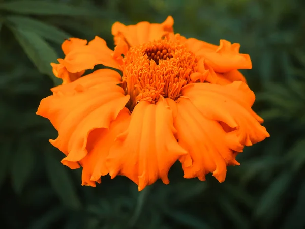 Calendula Fleurs Close Pour Fond Carte Postale — Photo